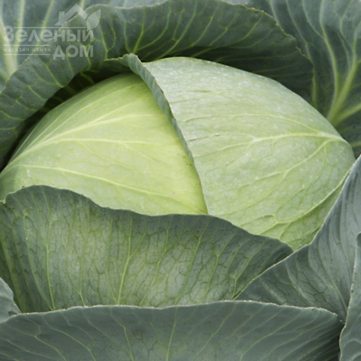 Профессор F1 / Professor F1,115-120 дней фото 1