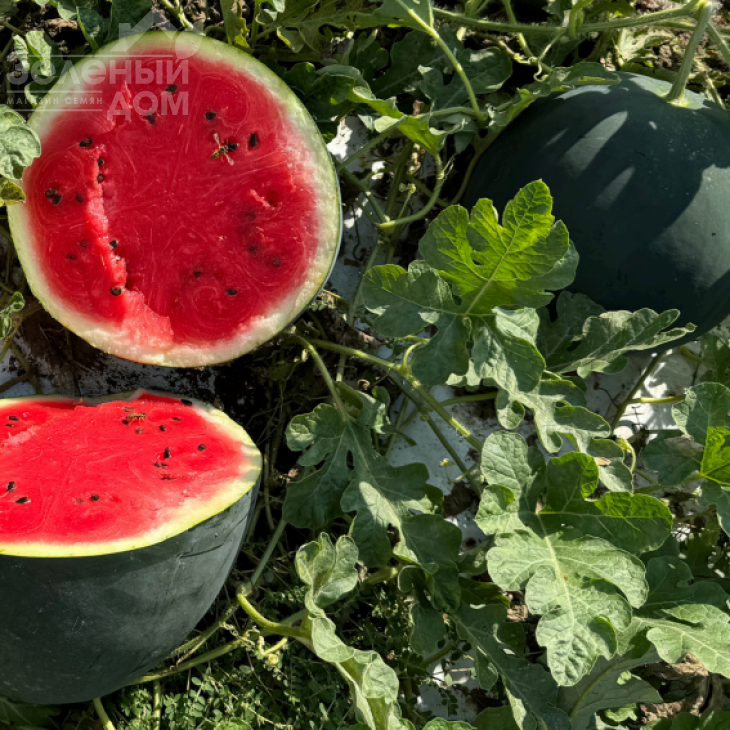 Санрей F1 / Sanrey F1, 63-68 днів фото 1