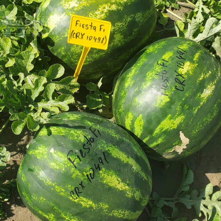 Фієста F1 /  Fiesta F1 (CRX 10491), 55 днів фото 2