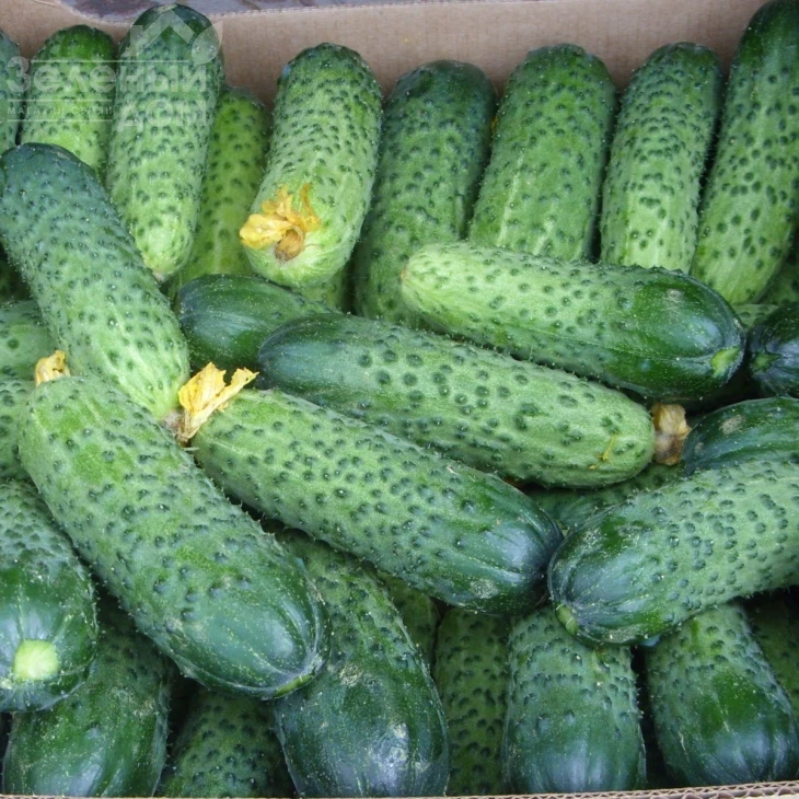 Мамлюк F1 / Mamlyuk F1,40-42 дня фото 1