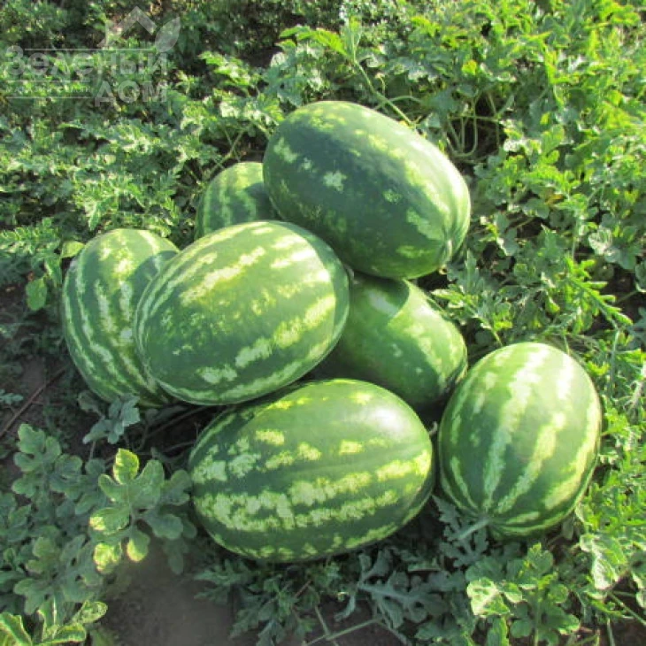 ЛС 1665 F1 / LS 1665 F1,58-60 дней фото 3