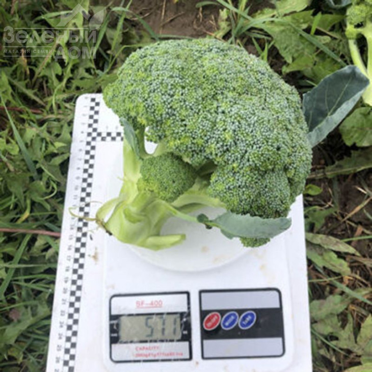 Легасі F1 / Legasi F1, 55 днів фото 3