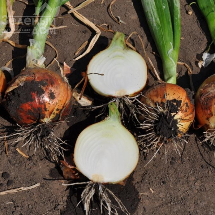 Голд Стар F1 / Gold Star F1, 120-125 днів фото 2