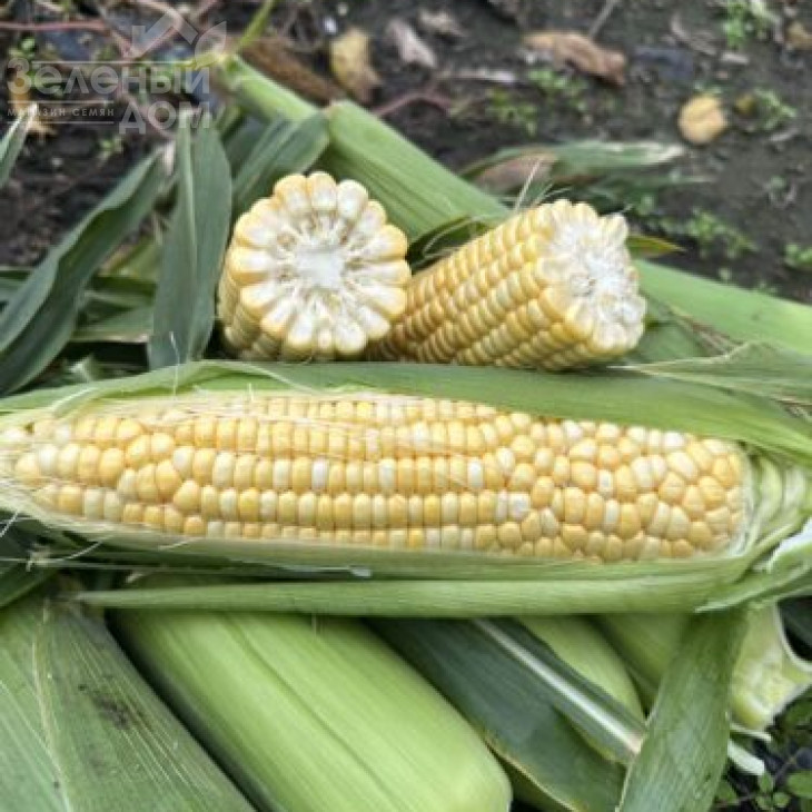 Обедієнт F1 / Obediyent F1 фото 1