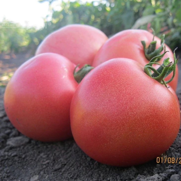 Пинк Свитнес F1 / Pink Svitnes F1, 85 дней фото 3