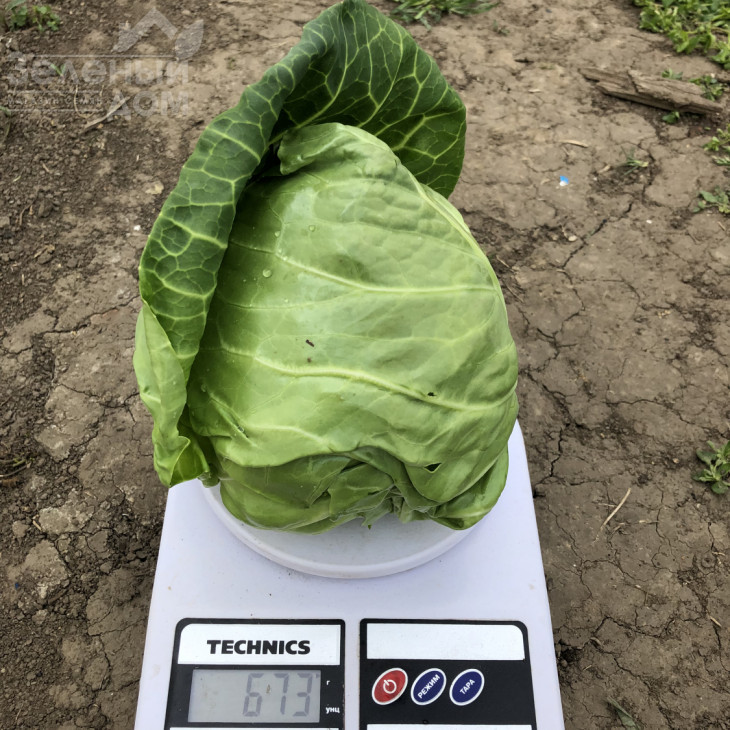 Сплеш бол F1 / Splesh bol F1,45-47 днів фото 3