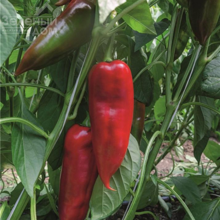 Хан F1 / Khan F1,100 днів фото 1