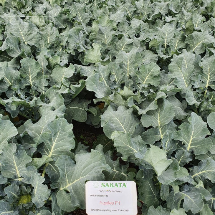 Ахілес F1 / Akhiles F1,55-65 днів фото 2