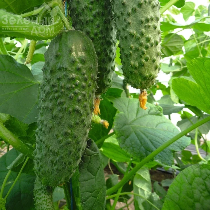 Аристан F1 / Aristan F1,40-42 дня фото 2