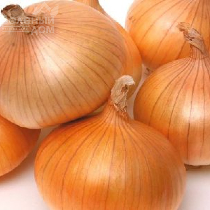 Штутгартер / Shtutharter, 110–120 днів фото 2