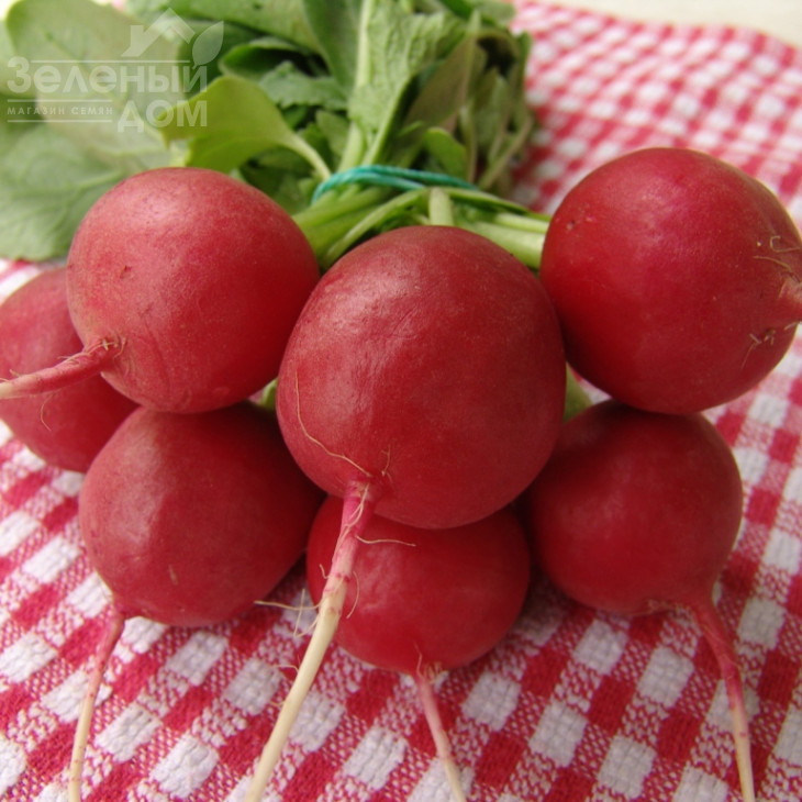 Лада / Lada фото 1