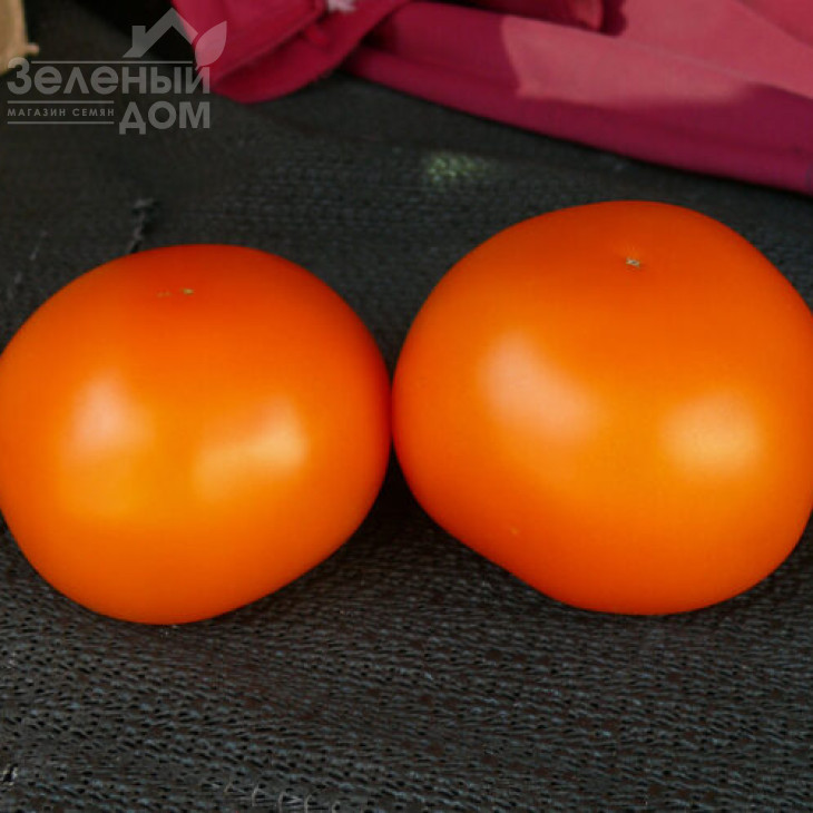 Єллоу Пешен F1 / Yellow Passion F1,100 днів фото 9