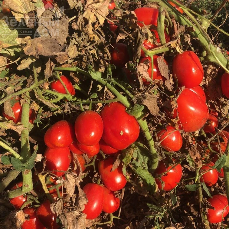 2123 F1 / 2123 F1,110-115 дней фото 2