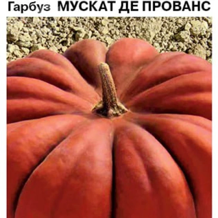 Мускат де Прованс / Muskat de Provans фото 2