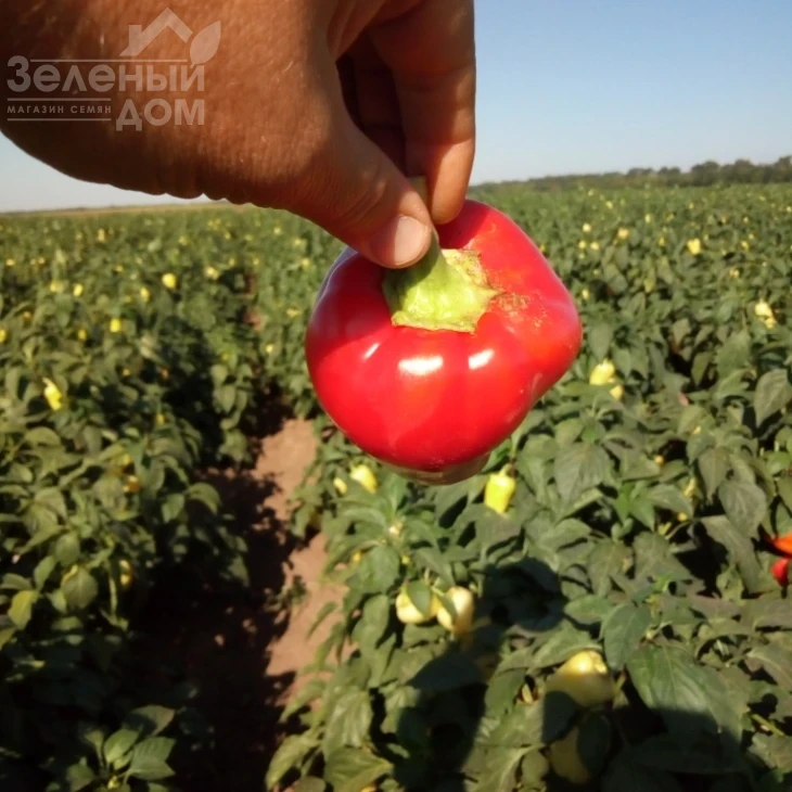 Фиджи F1 / Fidzhi F1,62-65 дней фото 5