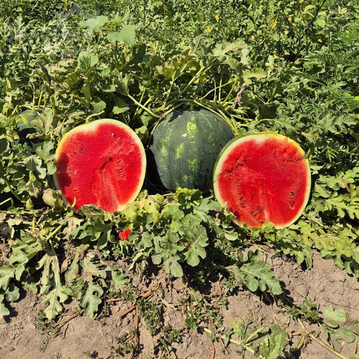 Синфонія F1 / Sinfoniya F1, 67-75 днів фото 1