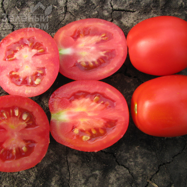 Калієндо F1 / Kaliendo F1,110-115 днів фото 1