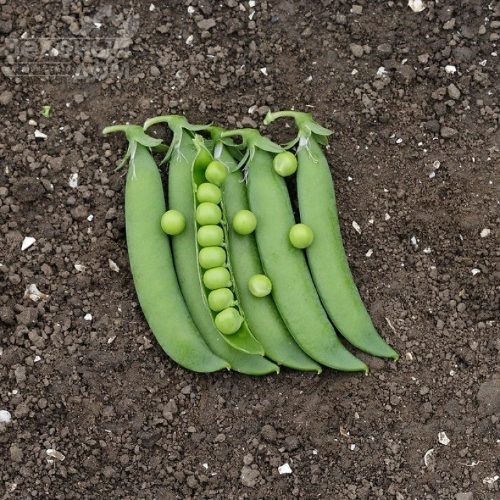 Глориверт / Glorivert, 58-60 дней фото 1