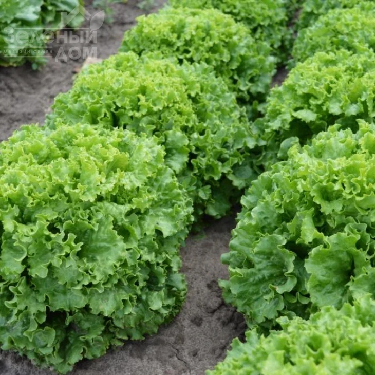 Вайдоза / Vaydoza фото 1