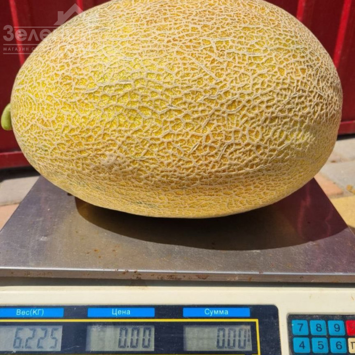 Мегарін F1 / Megarin F1 фото 3