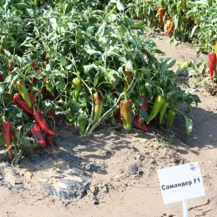 Самандер F1 / Samander F1,55-65 дней фото 4