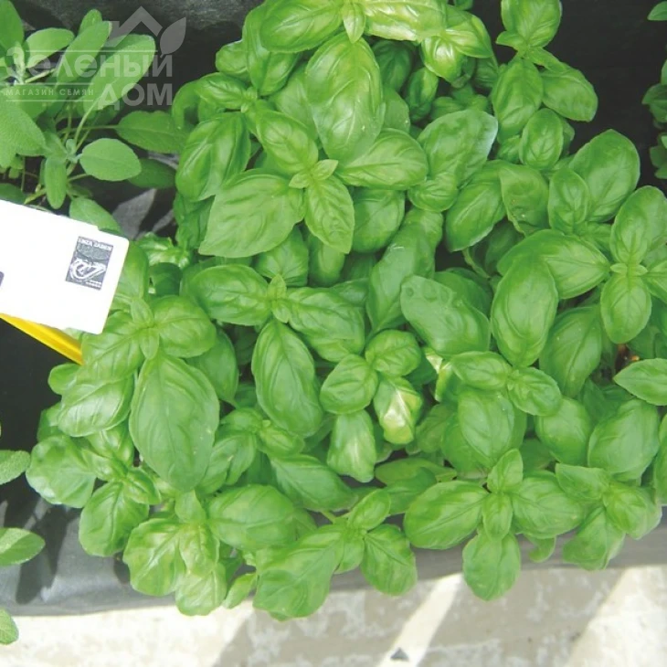 Эдвина / Edwina фото 1