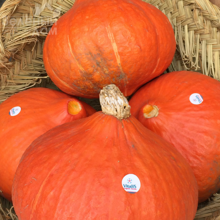 Оранж Саммер F1 / Orange Summer F1,75-80 днів фото 2