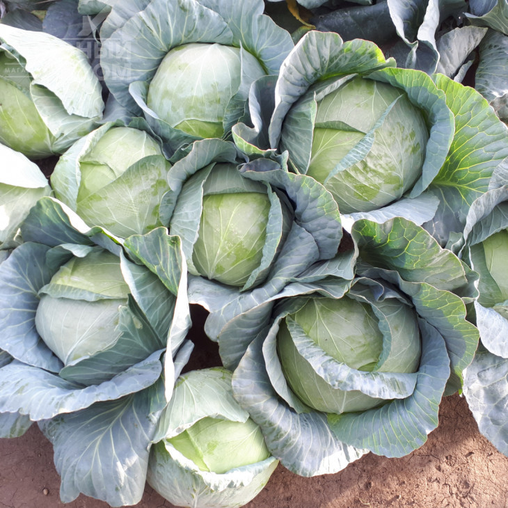 Мензанія F1 / Menzania F1,115 - 120 днів фото 6