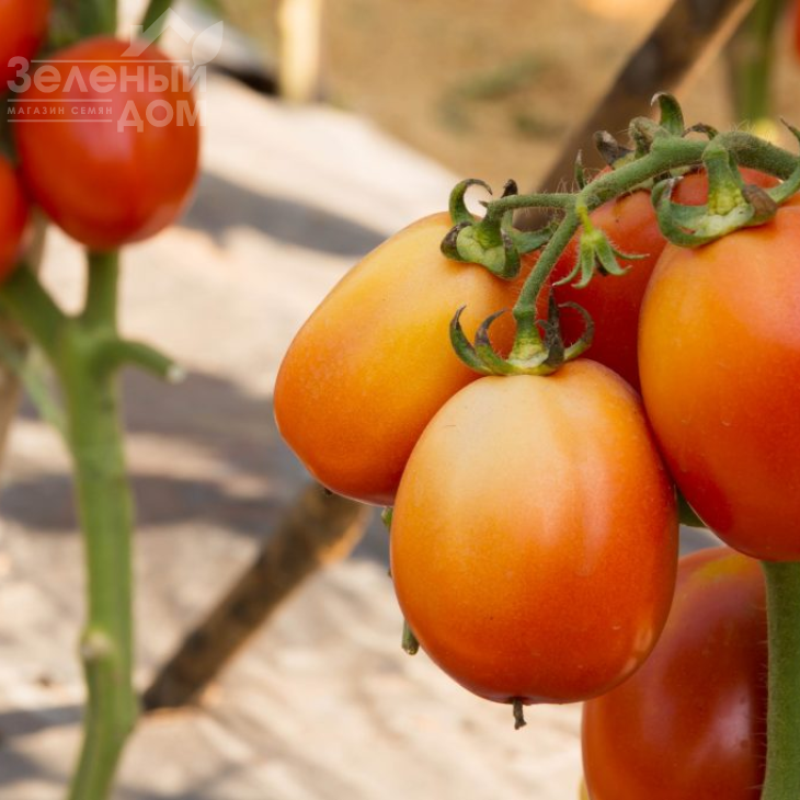 Чіблі F1 / Chibli F1,70-100 днів фото 3