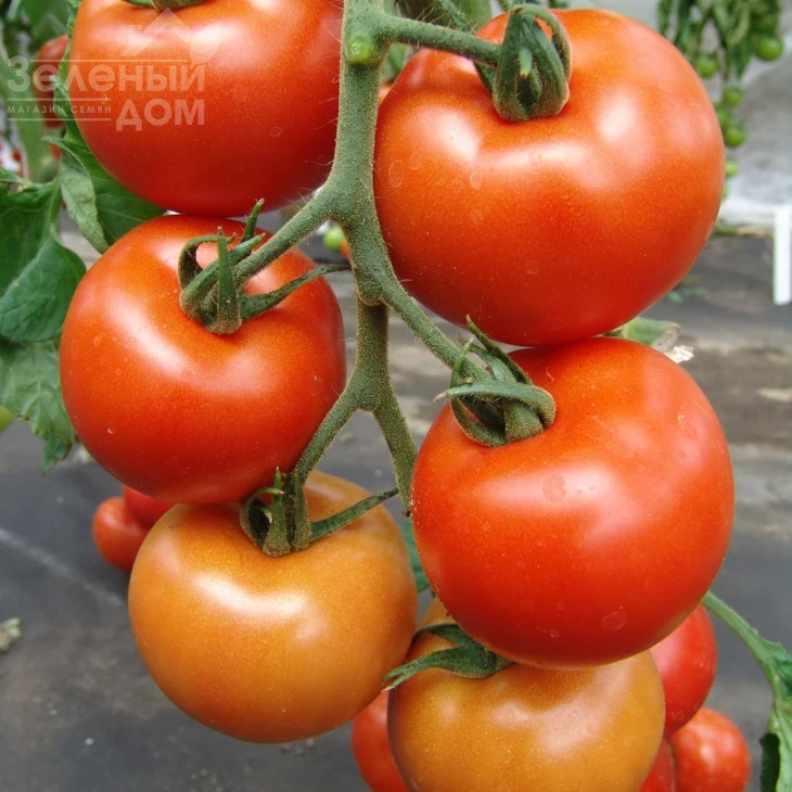 Дафне F1 / Daphne F1 фото 2