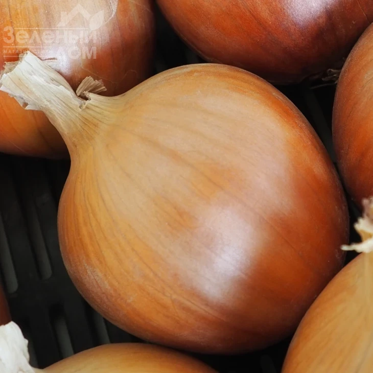 Армина F1 / Armina F1, 130-140 дней фото 1