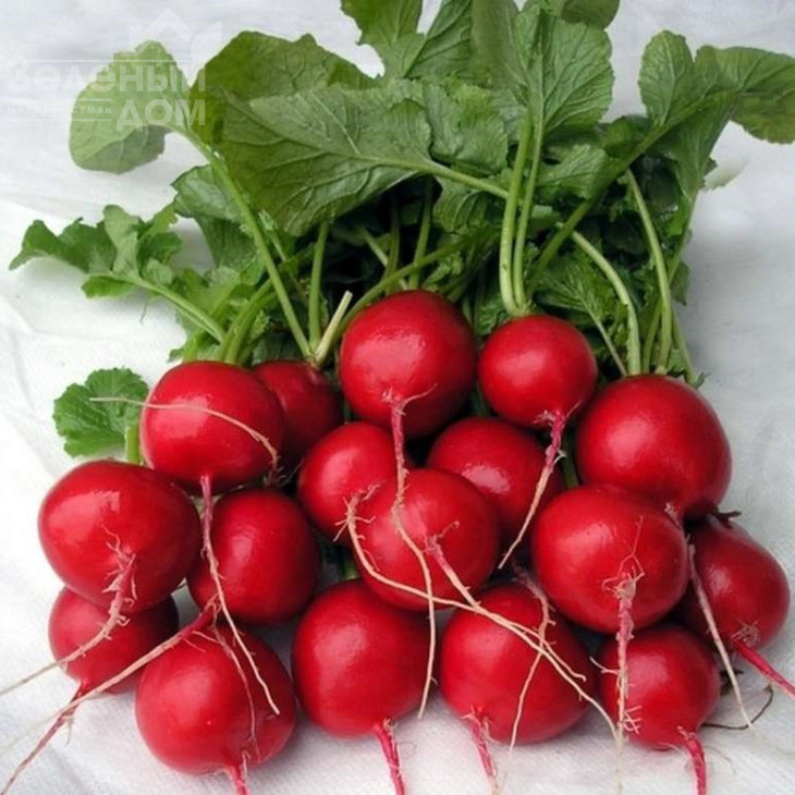 Кварта / Kvarta,30-35 днів фото 1