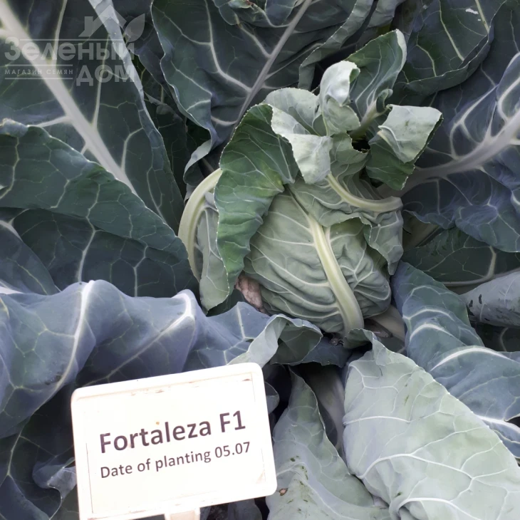 Форталеза F1 / Fortaleza F1,75-80 дней фото 3