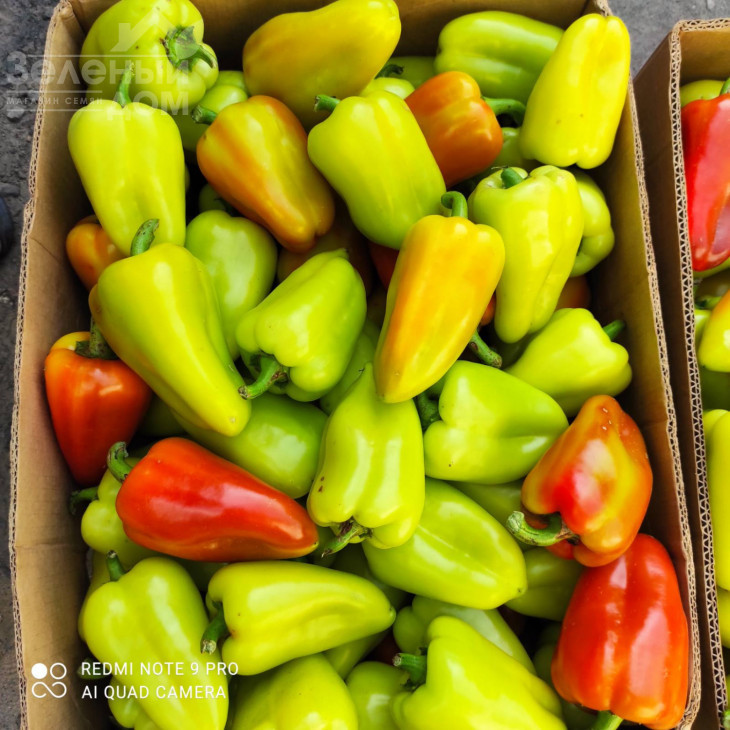 Політ / Polet,120-130 днів фото 5