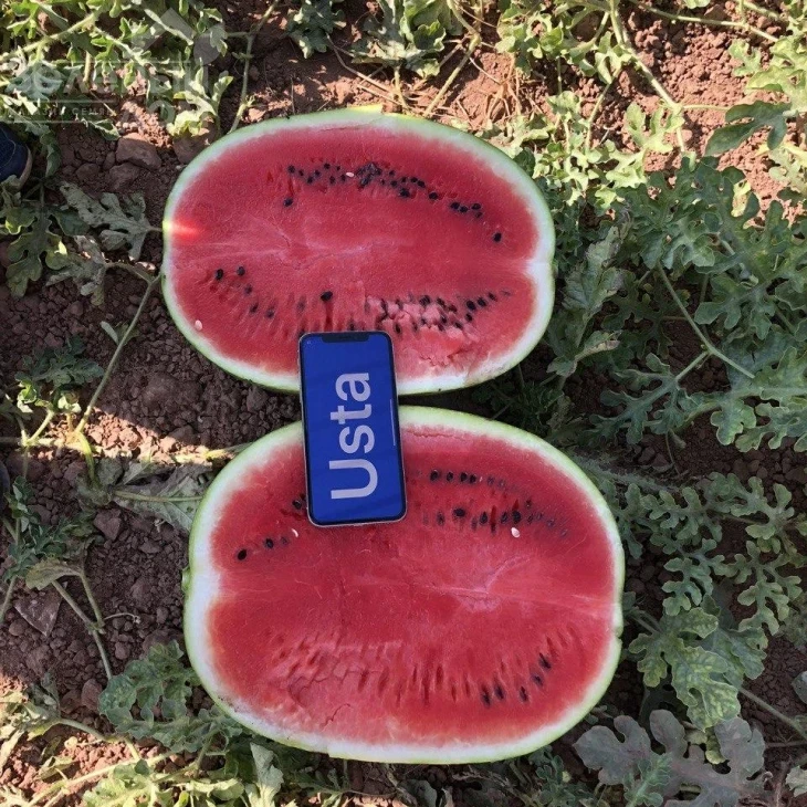 Хилон (Уста,141-172) F1 / Xilon (Usta,141-172) F1,60-62 дня фото 3