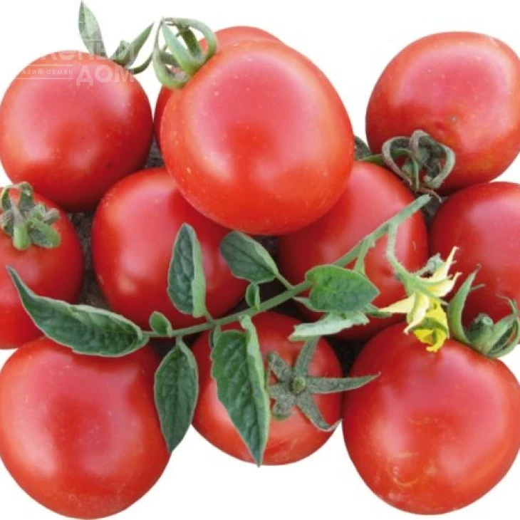 Боцман F1 / Bocman F1,90-95 дней фото 1