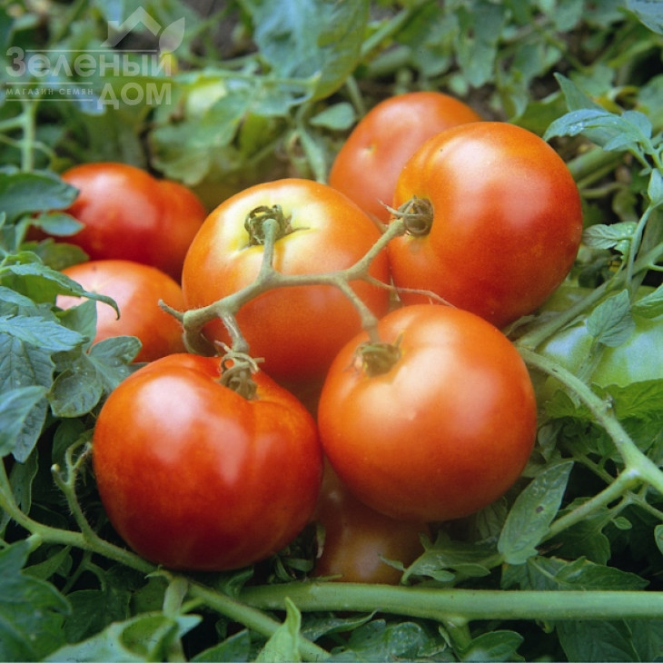 Тіпо F1 / Tipo F1,70-80 днів фото 1