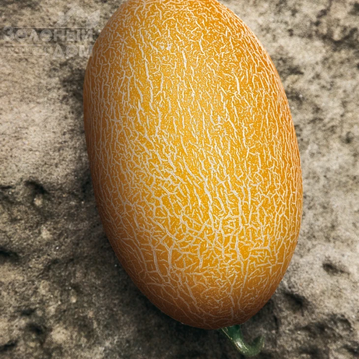 Голди F1 / Goldi F1,65-70 дней фото 2