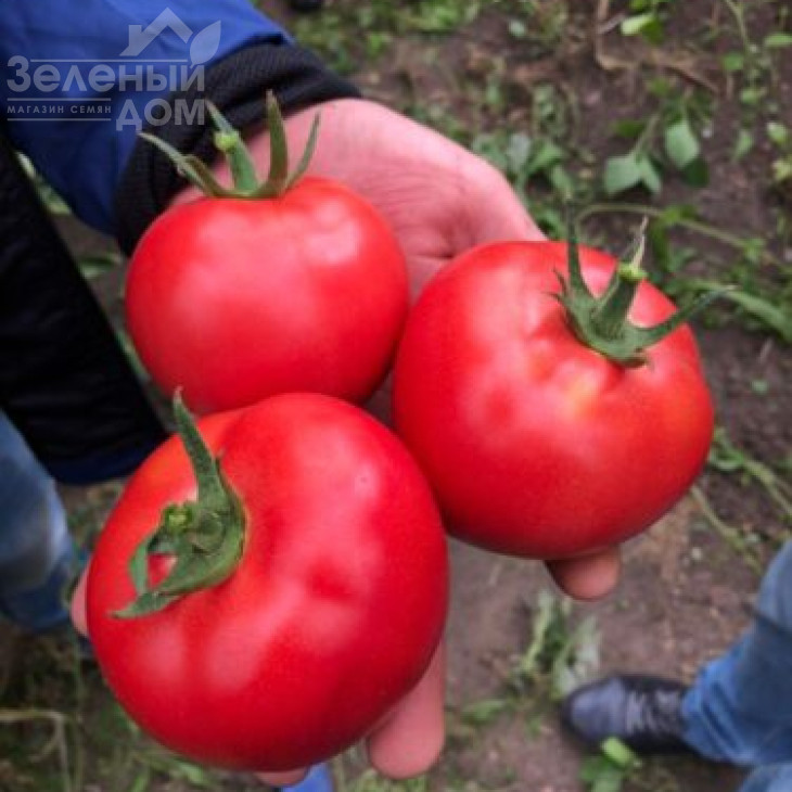 1606 F1 / 1606 F1,95 днів фото 2