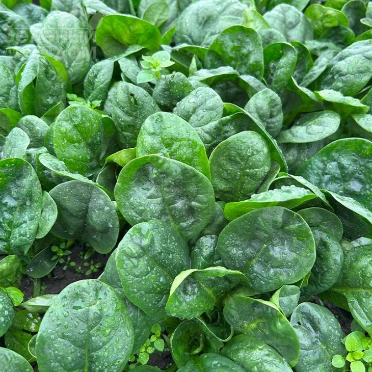 Перидот F1 / Peridot F1 фото 1