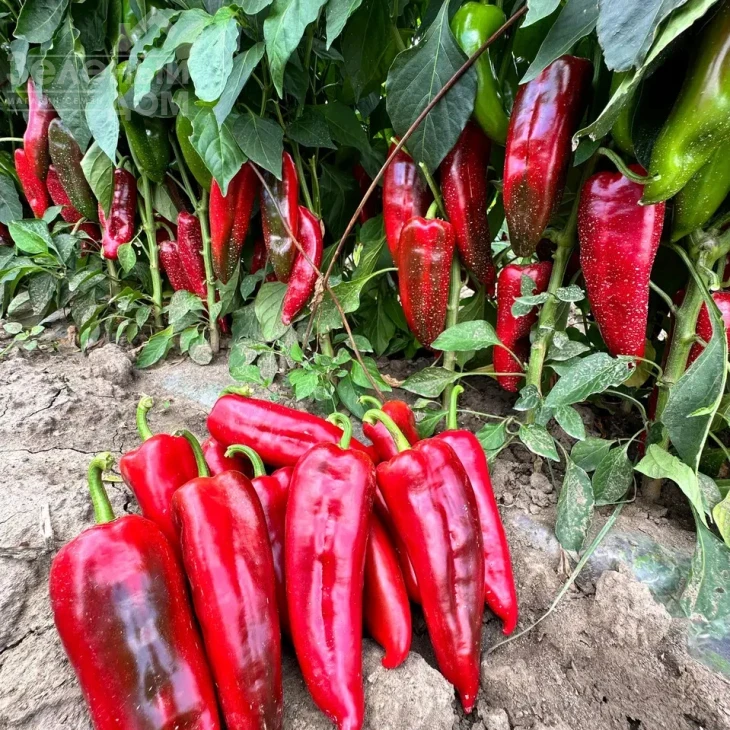 Милано F1 / Milano F1, 65-70 дней фото 2