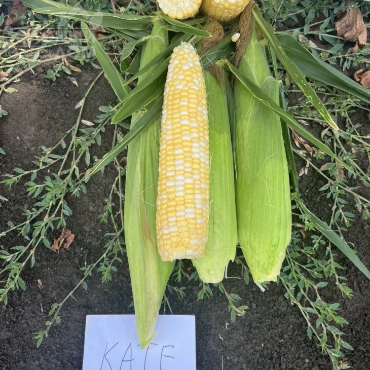 Кейт F1 / Kate F1, 76-77 дней фото 2