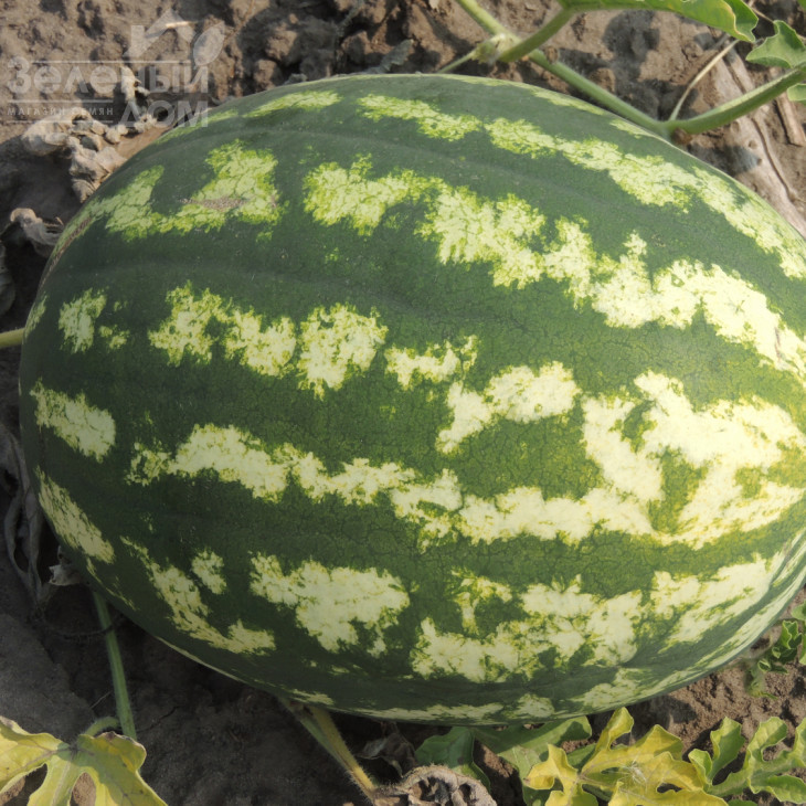 Ау Продюсер / AU Producer, 70-75 днів фото 5