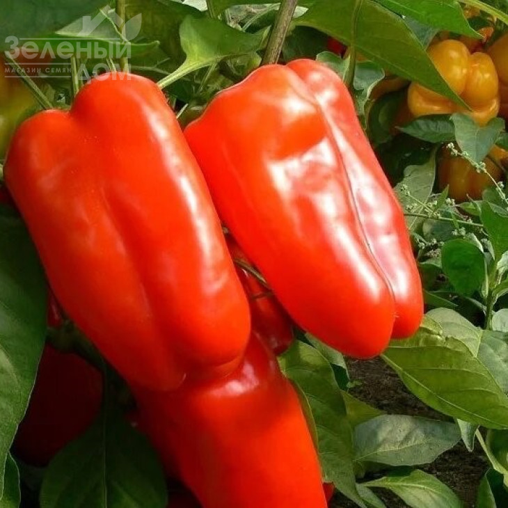 Нова / Nova,60-70 днів фото 1