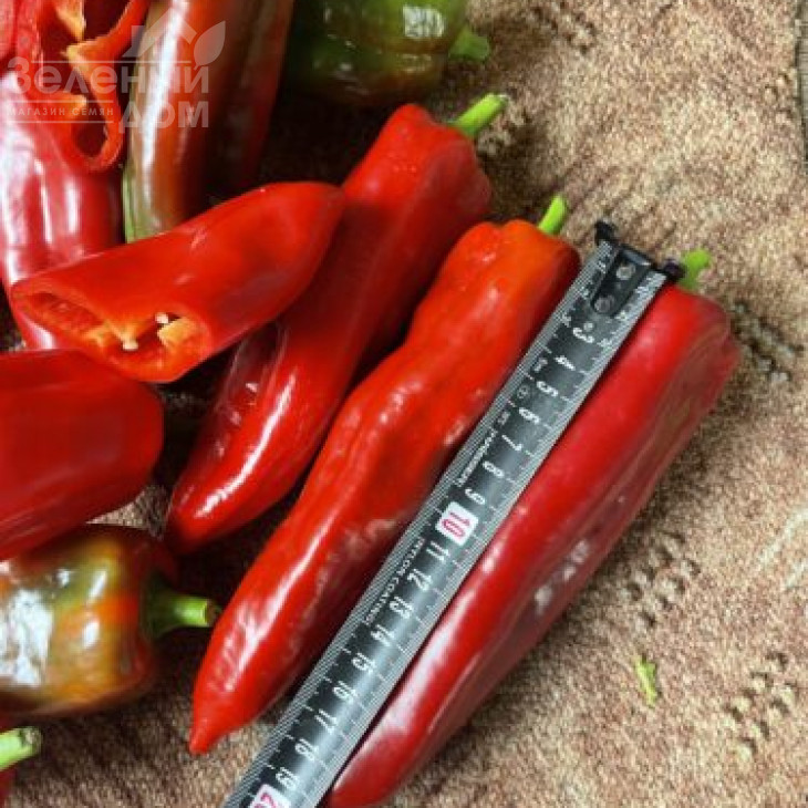 Конік F1 / Konik F1, 60 днів фото 3