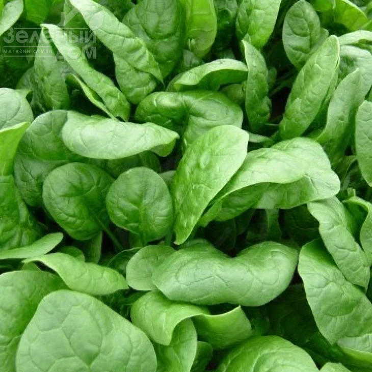 Аполло F1 / Apollo F1,35-40 дней фото 1