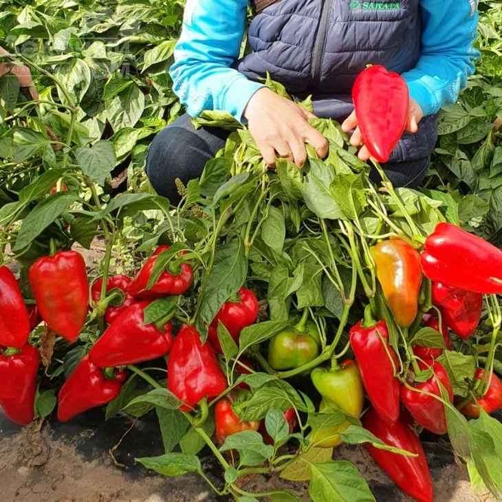 Ред Феррари F1 / Red Ferrari F1 фото 5
