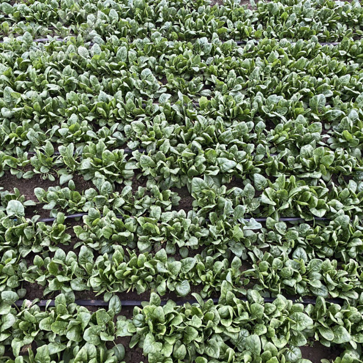 Тромбон F1 / Trombon F1 фото 4