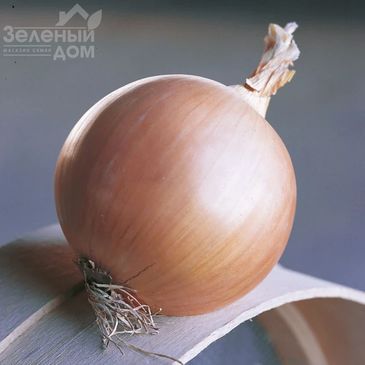 Дайтона F1 / Daytona F1,103-105 дней фото 2