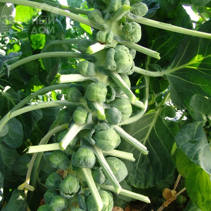 Касиопея / Casiopea,155-165 дней фото 2